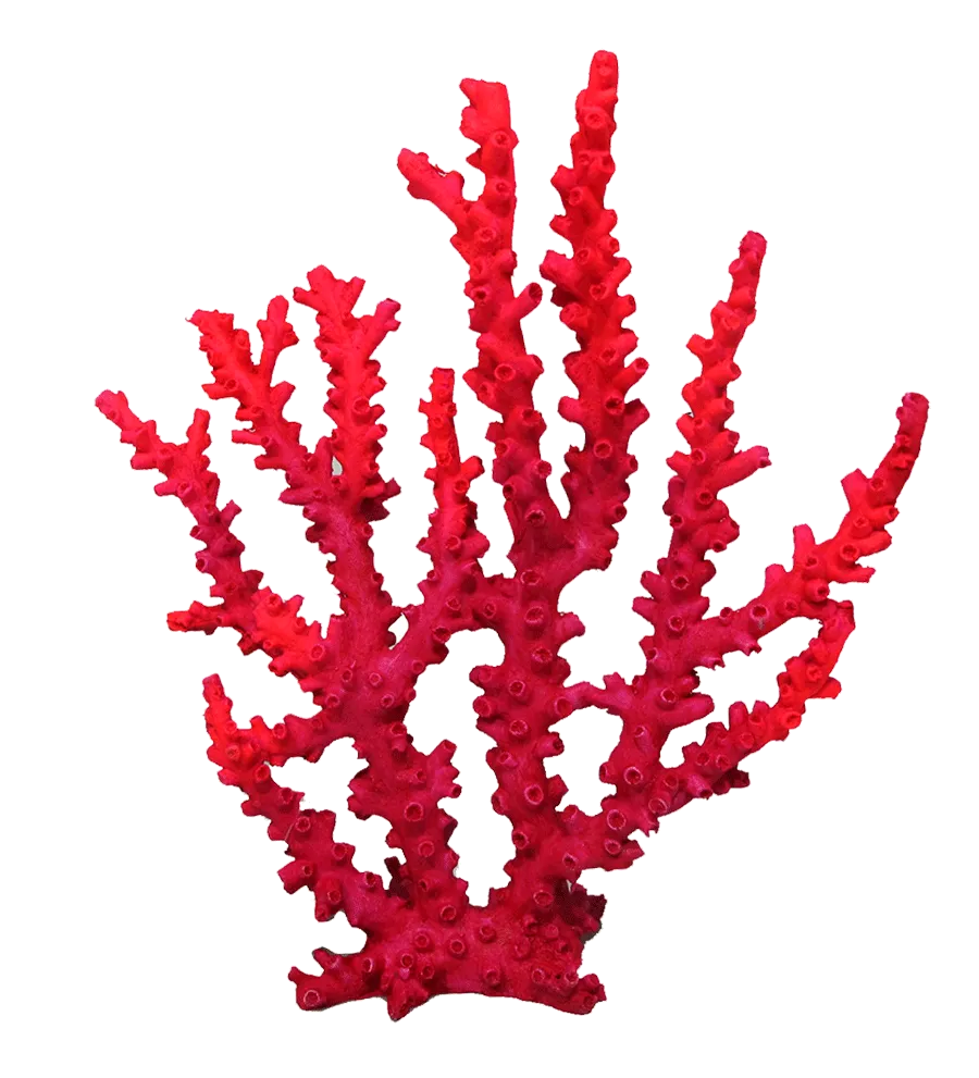 Aquamate - Corals (Large)