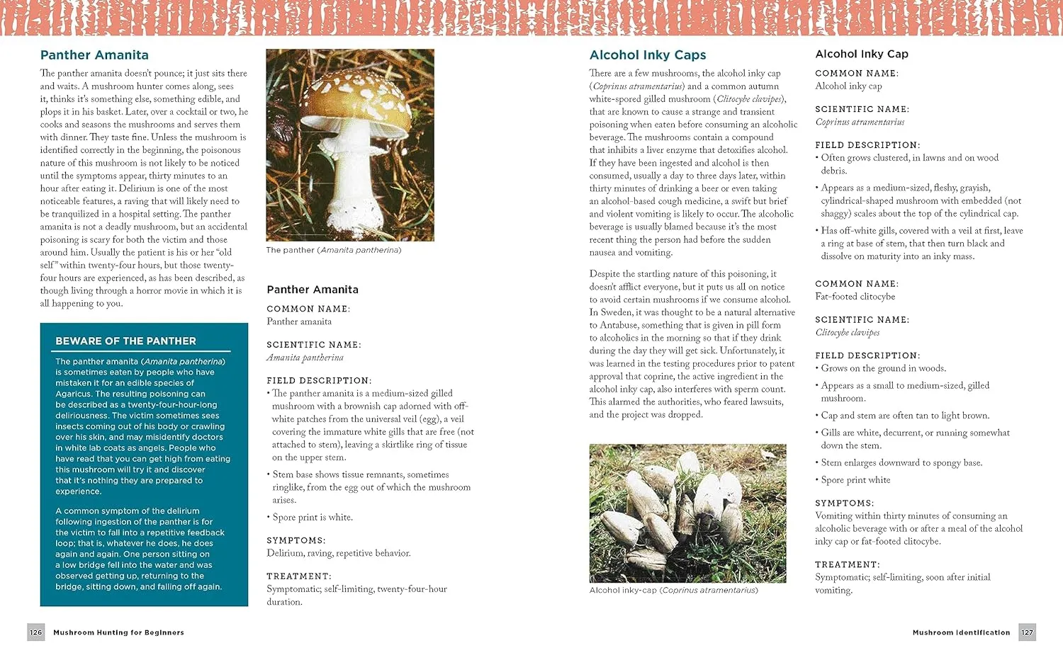 Mushroom Hunting for Beginners